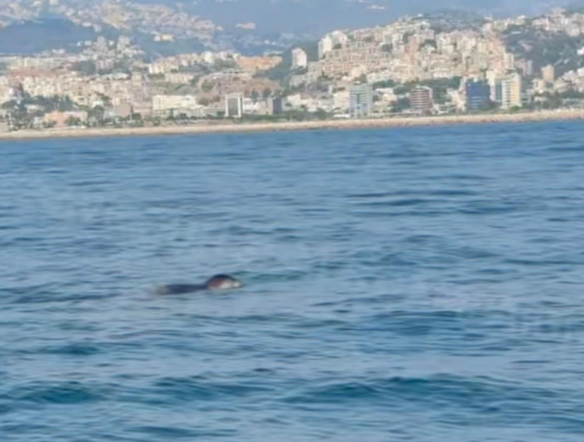 مشاهدة جديدة لفقمة الراهب المتوسطية قبالة الضبية تعزز أهمية حماية موائلها الطبيعية