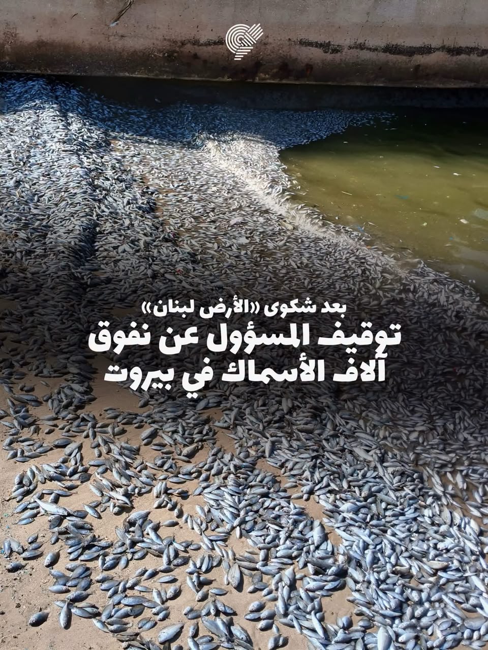 بعد شكوى «الأرض لبنان».. توقيف «ريّس الجاروفة» في قضية الأسماك النافقة قبالة السمرلاند