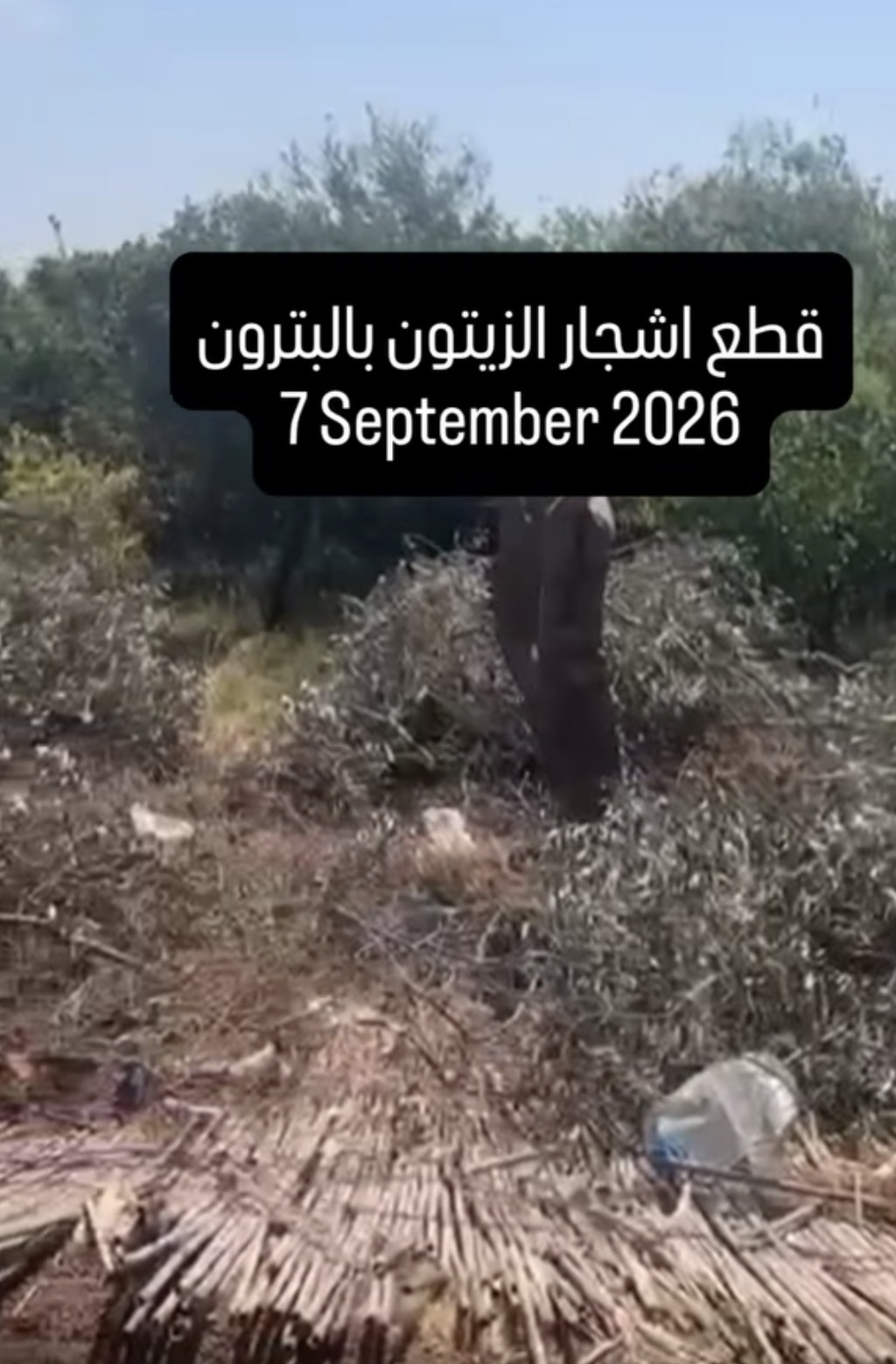 بعد أشجار السرو.. «جمعية الأرض – لبنان» تحذّر من قطع أشجار الزيتون في البترون