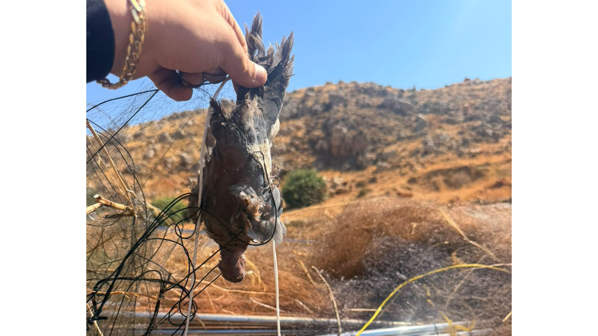 في البقاع.. ضبط أكثر من 20 ألف متر مربع من شباك صيد الطيور