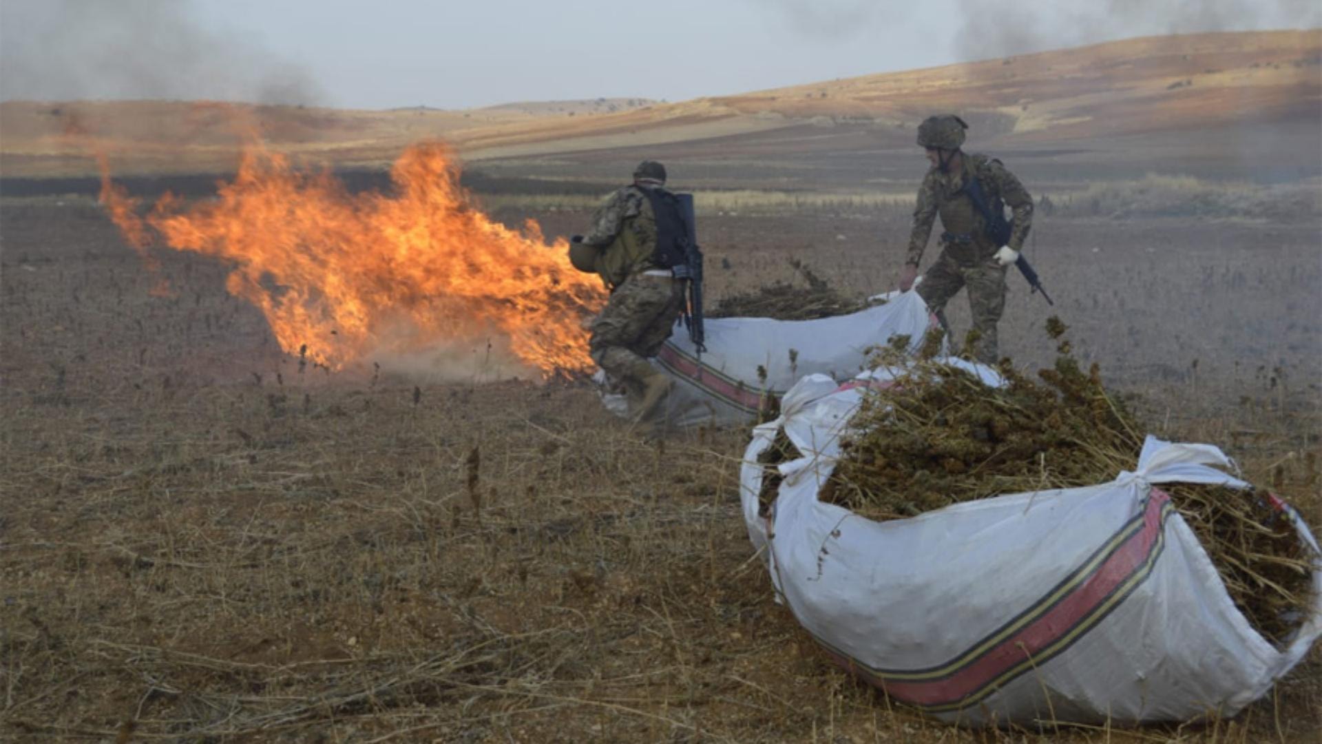بالصور- تلف 180 دنماً من حشيشة الكيف!