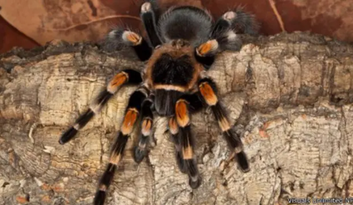 عناكب قاتلة ...احذروها!