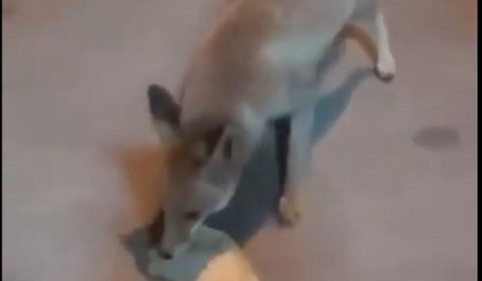 ثعلب في مطار بيروت!؟