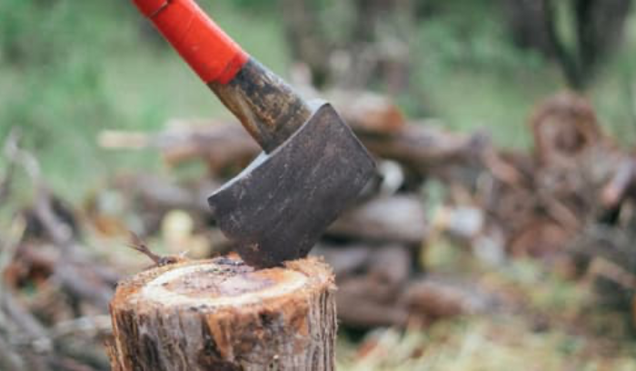 تعديل قرار تنظيم قطع الأشجار واستثمار الأحراج والغابات