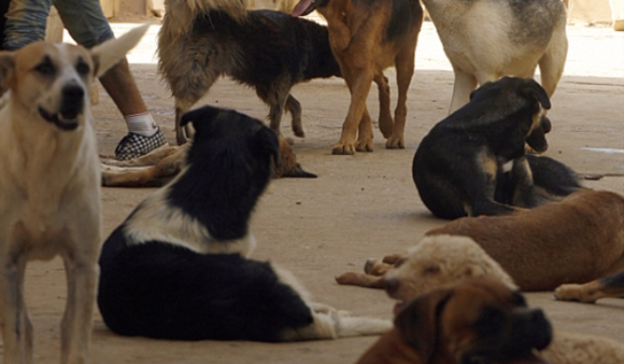 عودة الكَلَب: اللقاحات مؤمّنة والمطلوب إحياء خطة مكافحة الكلاب الشاردة