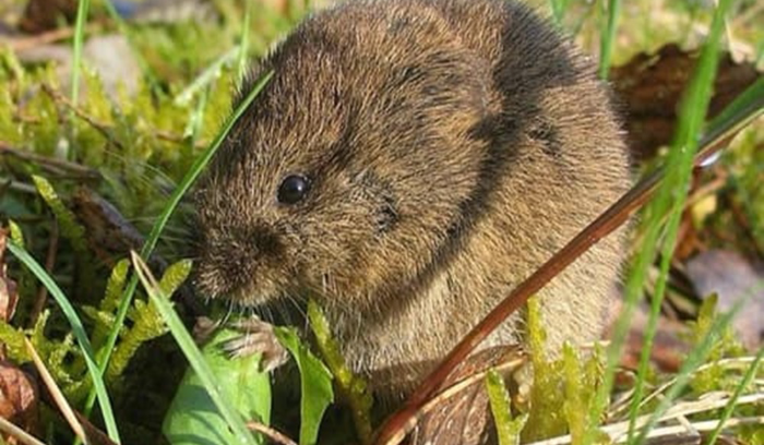 إرشادات من وزارة الزراعة لمكافحة فأر الحقل!