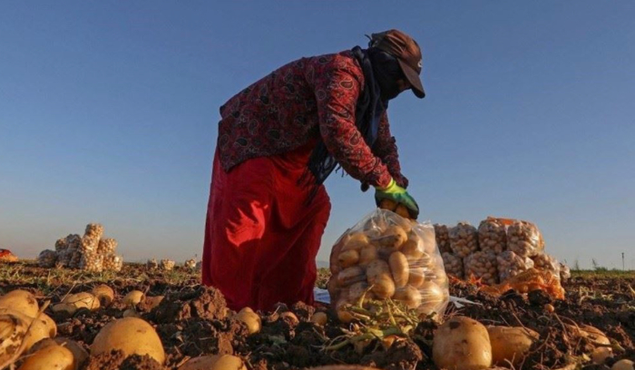 التصدير الزراعي محاصر بالسياسة والأمن... ورسوم الترانزيت السورية: المزارع يضطرّ إلى تغيير شهادة المنشأ لمنتجاته ليسمح بدخولها إلى السعودية!