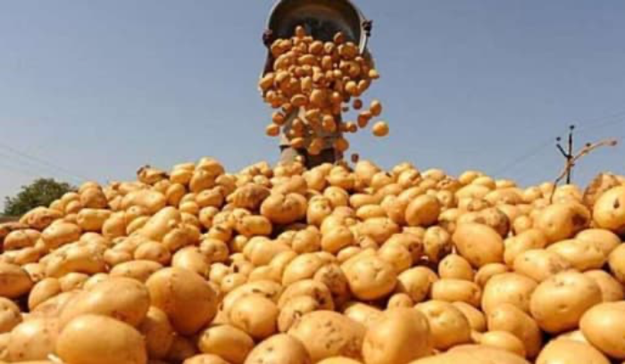 بعد ما أثير عن استيراد البطاطا المصرية... 