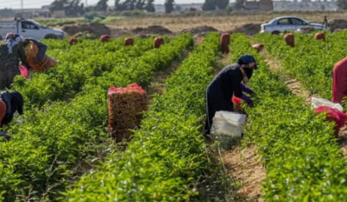 تكاليف زراعية باهظة... والسبب أزمة البحر الأحمر