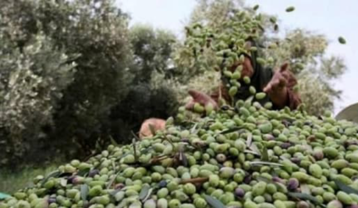 نقابة مزارعي الجنوب تستنكر استهداف حقول الزيتون