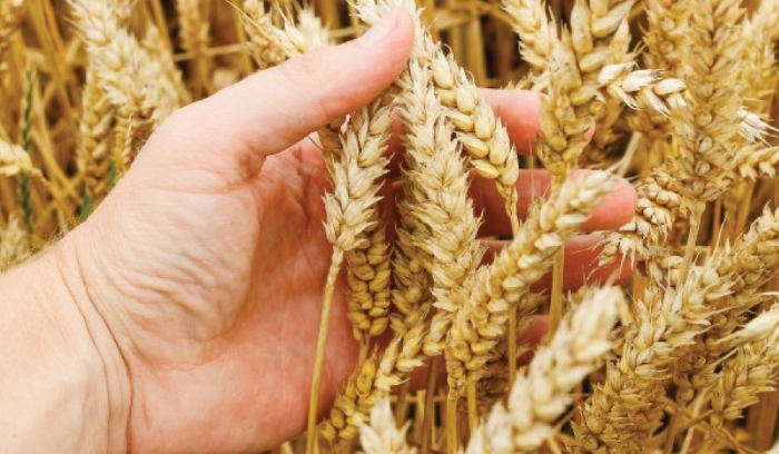 حتى تاريخ 10 آب... بيان من وزارة الزراعة