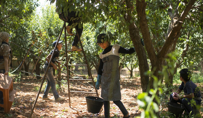 عائلات لبنانية ترسل أطفالها للعمل للبقاء على قيد الحياة<br />
15 % من الأسر أوقفت تعليم أطفالها