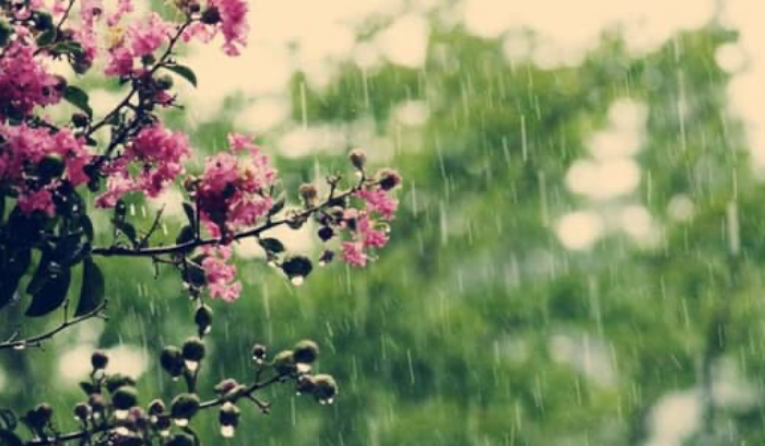 أمطار حزيران مستمرة... ورياح وضباب
