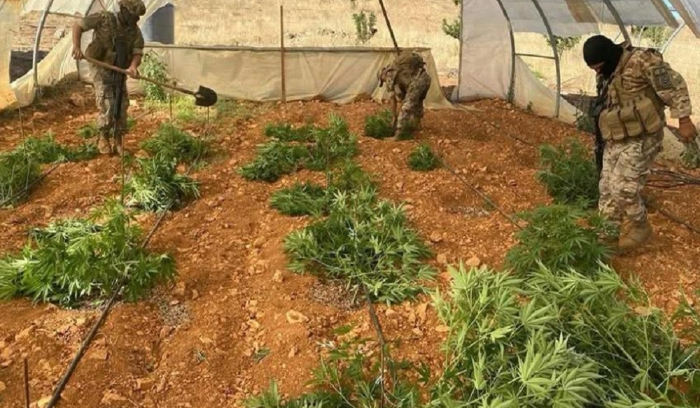 مزارع حشيشة: تشريعها خطوة إيجابية<br />
هل يعيد إقرار مراسيمها التنظيمية المطلوبين والمزارعين إلى كنف الدولة؟