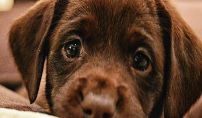 جريمة مروعة… طفل يُحرق 6 جراء في بعلبك!