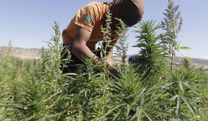 3 أعوام مرّت على قانون تشريع الحشيشة ولا مراسيم تطبيقية: أيّ جدوى لدراسات جديدة اليوم وهل من منافع اقتصادية؟