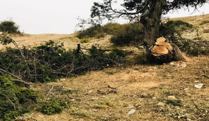 مجزرة بيئية في وادي نهر بيروت