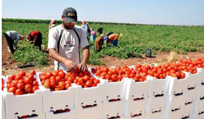 جمعيات زراعية وهمية وأخرى تعاني الشلل<br />
دُلّلت وتدلّلت سابقاً... ما هو دور المديرية العامة للتعاونيات؟