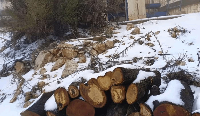 جمعية الارض: تم توقيف قاطعي أشجار معمّرة وسجنهم في مغفر غزير