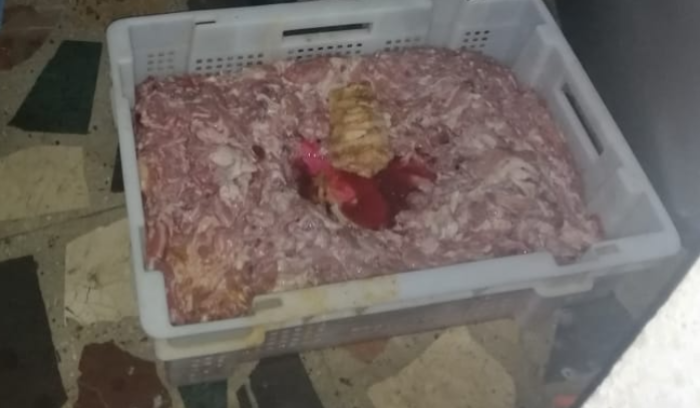 لحوم غير صالحة للأكل في ملاحم طرابلس!