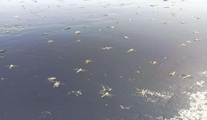 حشرات غريبة تغزو محافظة مصرية