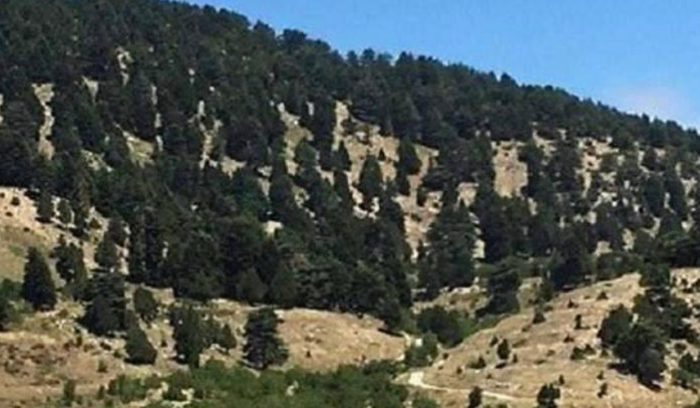 غزاة يجمّون الأخضر واليابس... هل تتخيلون البترون بلا زيتون؟<br />
وزارة الزراعة أخذت علماً والغرامات ستتضاعف