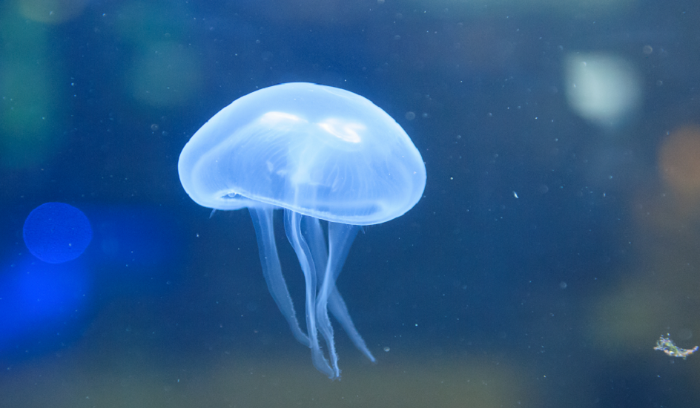 رصد قناديل بحر شبحية عملاقة  قبالة القارة القطبية الجنوبية!