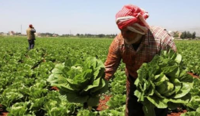 إرشادات للمزارعين من مصلحة الأبحاث الزراعية