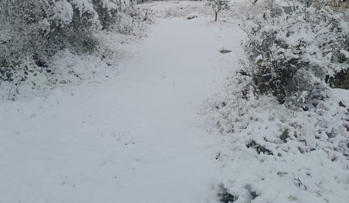 الابيض يغطي الأراضي اللبنانية والثلج يلامس السواحل الشمالية ودرجات الحرارة تتدنى