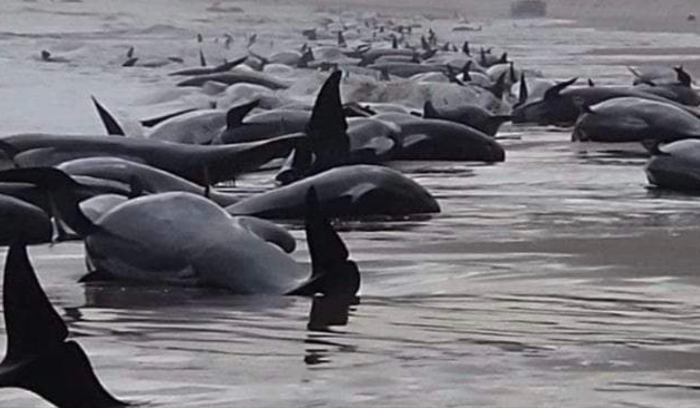 حيتان نافقة على شواطئ  قبرص ما علاقة الزلزال؟