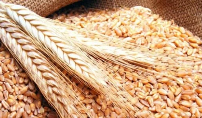 انطلاق عملية توزيع القمح الطري
