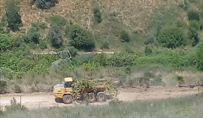 إسرائيل تفتح حدودها أمام اللبنانيين لقطف الزيتون!