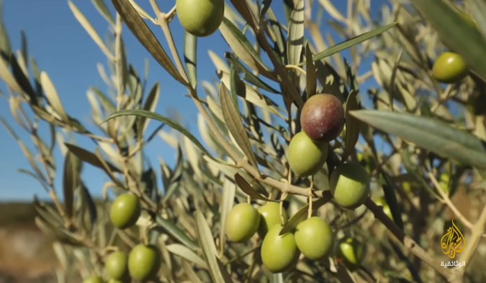 جمعية الأرض تحذر: مشروع صناعي يهدد 3500 شجرة زيتون معمّرة