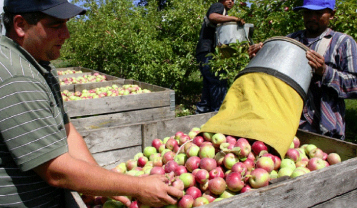 خبر سار لمزارعي التفاح