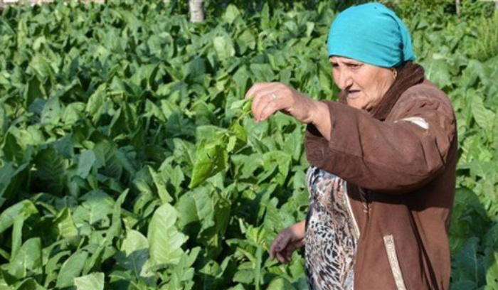 بشرى لمزارعي التبغ.. محصولكم بالدولار