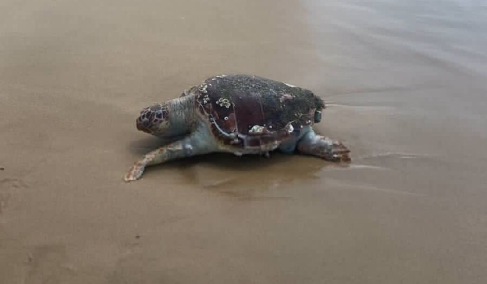 وزير الزراعة: نعمل على انقاذ سلحفاة بحرية ضخمة