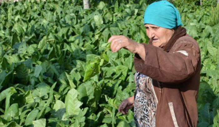 كارثة كبيرة تهدّد مزارعي التبغ