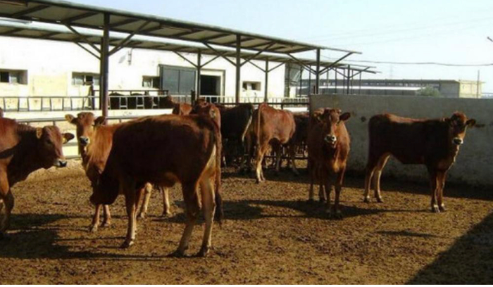 جنوبي يولّد الكهرباء من مخلفات البقر عبر تقنية الـ biogaz
