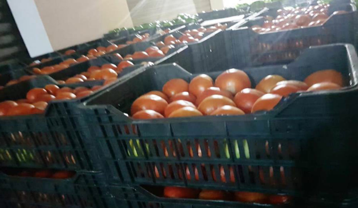 ما هو سبب إرتفاع اسعار البندورة