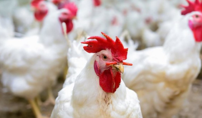 نقيب الدواجن: مزارعي الفروج لا يستخدمون 
