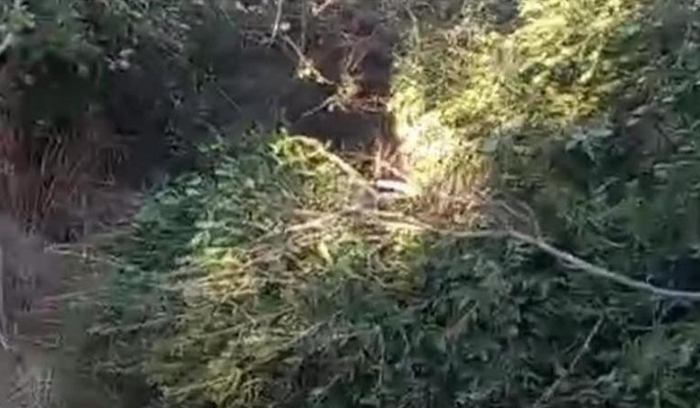 مجزرة بيئية في جبل البيرة