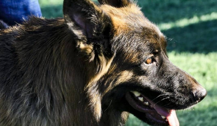 في صور… كلاب شاردة تقضي على أكثر من 50 رأس غنم