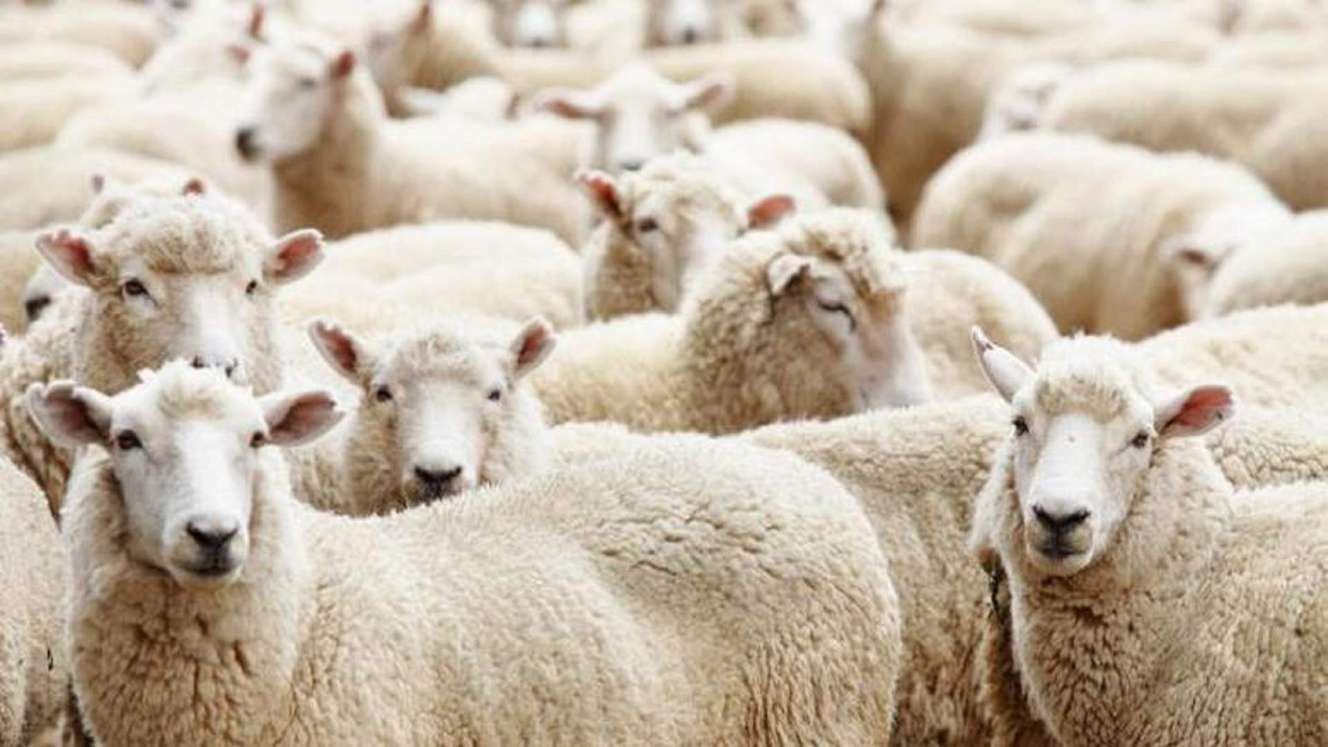 قطاع اللحوم يواجه تحديات كبيرة... ماجد عيد: تراجع حاد في الإقبال على الأضاحي