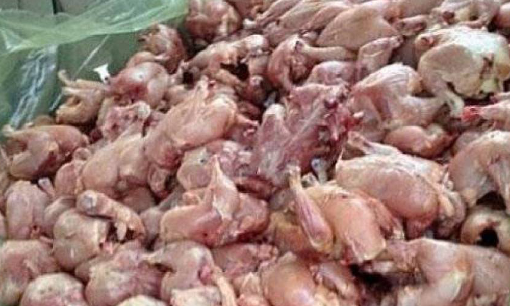إحباط عملية تهريب دجاج فاسد