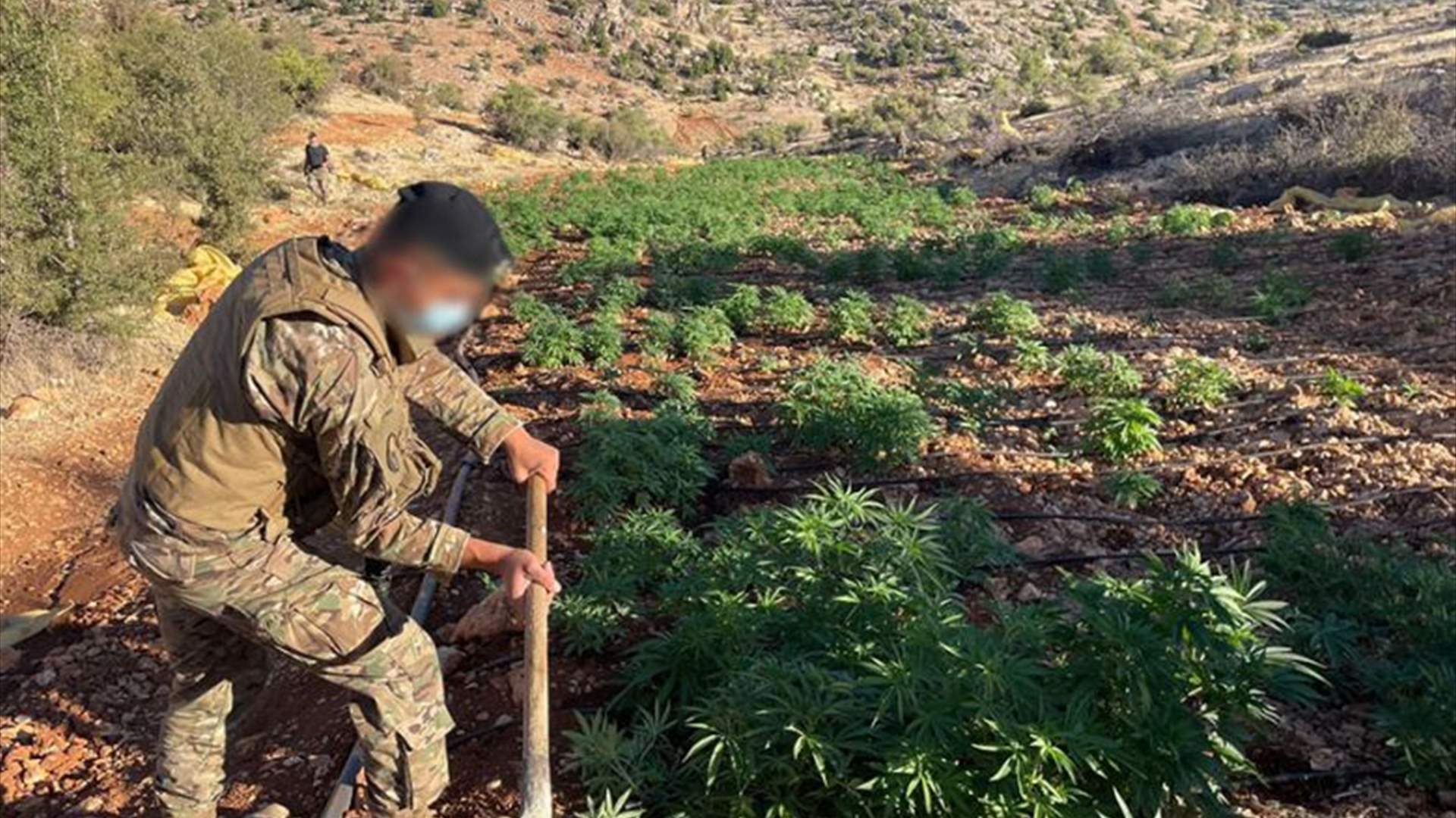 حشيشة وكبتاغون في قبضة الجيش!