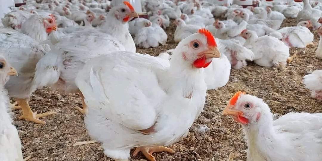 نقابة الدواجن تحذّر من دخول كميات كبيرة من الدجاج التركي الى الأسواق