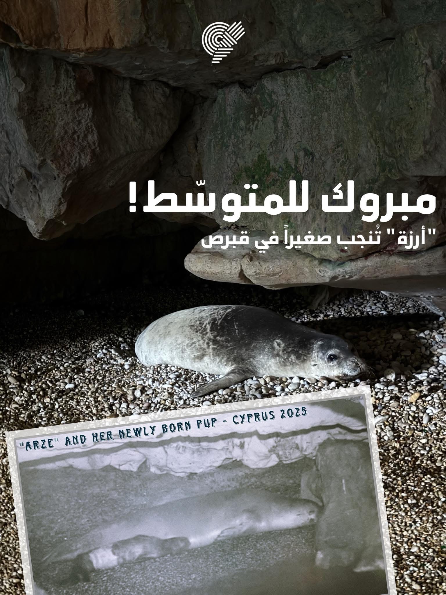 جمعية “الأرض”: الفقمة أرزة أنجبت صغيرها في قبرص… وولادات غائبة عن شواطئ لبنان بسبب التهديدات البشرية