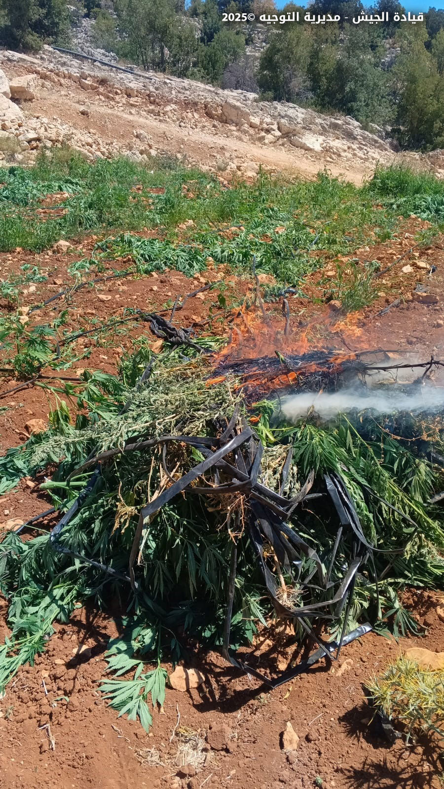 الجيش يدمر خيم حشيشة كبيرة في بعلبك ويكثف مكافحة المخدرات