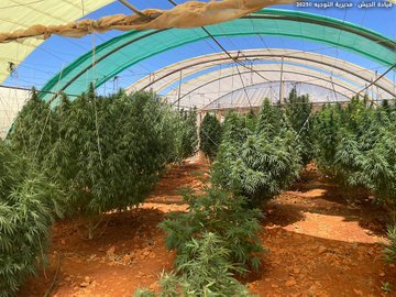 الجيش يُتلف كميات كبيرة من الحشيشة ويُفكك خيماً زراعية في حورتعلا – بعلبك