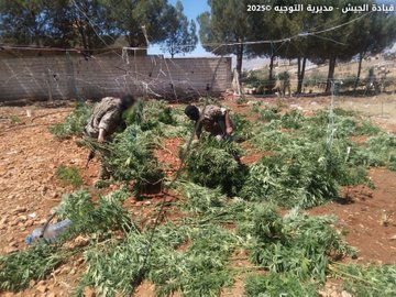 الجيش يُتلف كميات كبيرة من الحشيشة ويُفكك خيماً زراعية في حورتعلا – بعلبك